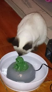 Balinéz cica ismerkedik az itatóval